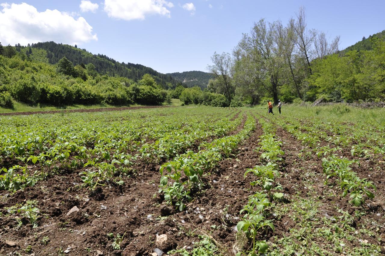 Gasthof Farma Sotira